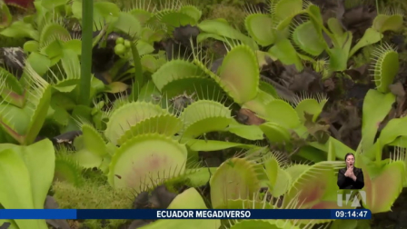 Las plantas carnívoras desarrollaron estrategias para atrapar y digerir pequeños insectos. Su supervivencia se ve amenazada por la expansión agrícola. 

Un reportaje de Nathalie Jiménez
