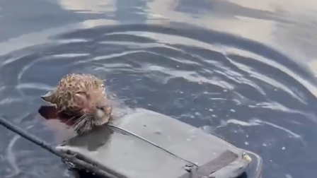 Un jaguar herido fue rescatado cruzando el Río Negro.