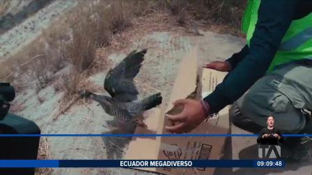El Laboratorio Natural UIO tiene 150 hectáreas de bosque protegido que forman parte del Aeropuerto Mariscal Sucre de Quito. En este espacio se conserva, restaura y estudia la biodiversidad de Tababela.

Un reportaje de Nathalie Jiménez