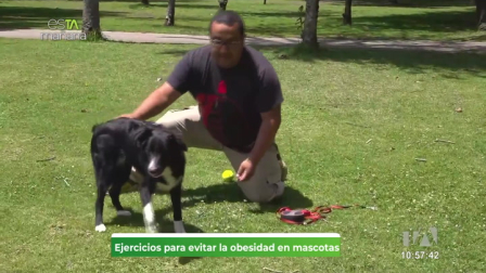 La experta Andrea Aguirre nos cuenta esTAmañana cómo mantener activos y felices a nuestros amigos de cuatro patas con ejercicios.