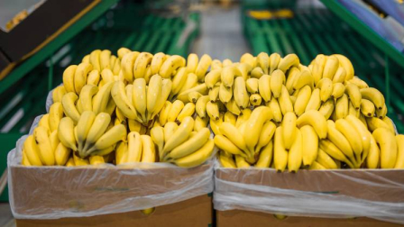 El banano es uno de los principales productos de exportación de Ecuador