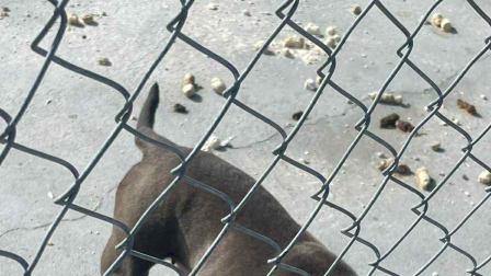 UBA rescató a tres animales de compañía abandonados, sin agua, sin comida y sin ningún tipo de atención veterinaria.