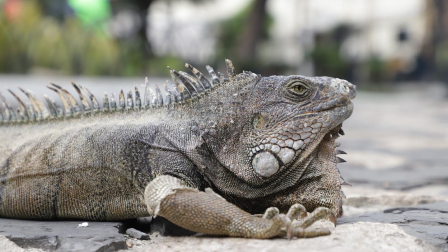 Autoridades recomiendan conducir con precaución en el centro de Guayaquil por la presencia de iguanas.