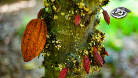 Un hallazgo arqueológico en Zamora Chinchipe reveló que la domesticación del cacao empezó en nuestro territorio hace más de 5.000 años. Esta investigación cambia lo que se creía hasta hoy y posiciona al Ecuador como su verdadero origen. En este reportaje les explicamos por qué este hallazgo podría redefinir el futuro de este producto emblemático.
