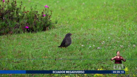 Las aves migratorias que habitan en el campus de la Universidad Técnica Particular de Loja se han convertido en un símbolo de equilibrio ambiental y biodiversidad. Cada año, decenas de especies llegan a este espacio en busca de refugio y alimento.
Un reportaje de Nathalie Jiménez