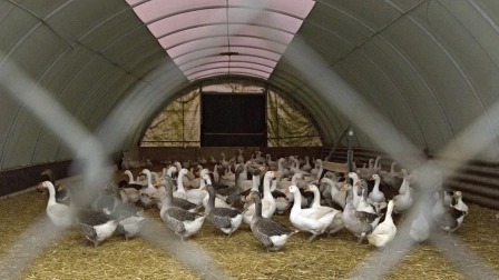 Unos gansos permanecen encerrados en un establo de la granja Bauerle, en Fellbach, Alemania, en una imagen de archivo.