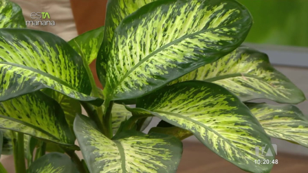 Nuestro experto en flores Gabriel bayas nos cuenta sobre esta planta decorativa pero que puede ser peligrosa, además de cuidados para mantenerla en buen estado.