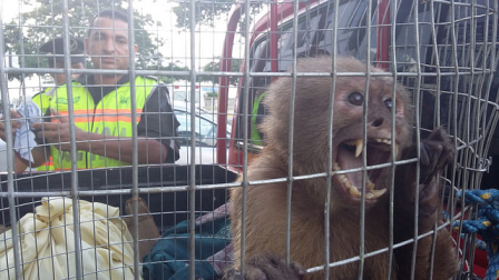 Cifras de rescate de vida silvestre en Ecuador en 2025