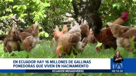 Un proyecto busca transformar las condiciones de vida de las gallinas ponedoras en Ecuador. 

Un reportaje de Nathalie Jiménez