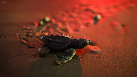 En la playa Murciélago se lleva a cabo la eclosión y liberación de las tortugas marinas