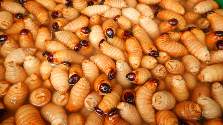 Departamento de Ingeniería de Alimentos de la UniversidadSan Francisco de Quito, reveló que el chontacur