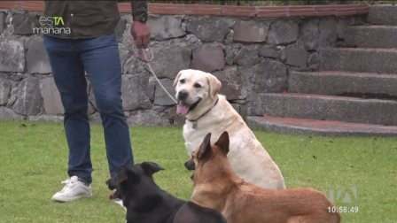 El experto Mauricio Dávila nos cuenta por qué es importante conocer el tipo y raza de perro que queremos tener en casa para mejor convivencia.