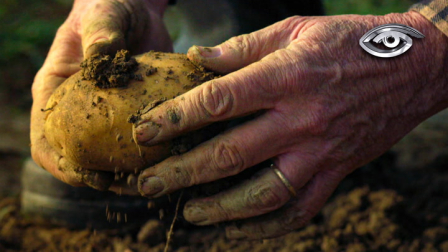 Humildes, sabrosos y con raíces profundas. La papa, la oca, la mashua y el melloco no solo alimentaron a los pueblos originarios: también fueron medicina y parte esencial de su cultura. Hoy, mientras el mundo los llama “superalimentos”, en Ecuador hay una lucha constante para que no salgan del menú.