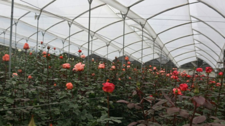 Las florícolas fueron de las áreas afectadas por el paro de la Conaie que duró cerca de un mes.