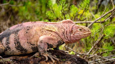 Ecuador busca frenar el comercio de iguanas de Galápagos en todo el mundo.