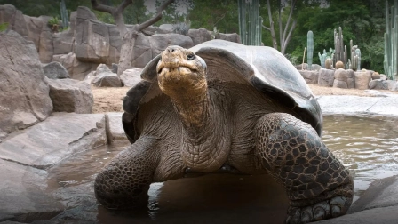 Durante casi un siglo, Gramma la tortuga de las Galápagos fue una presencia tranquila y constante en el zoológico de San Diego en EE.UU.