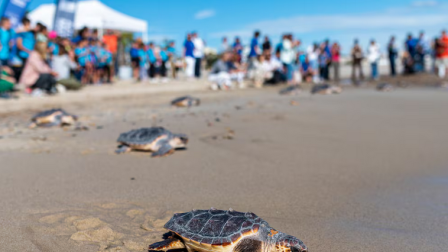 Las tortugas vuelven a la playa en donde nacieron por su percepción del campo magnético.