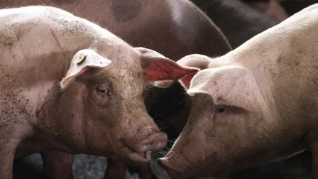 El Ministerio de Agricultura de España confirma los dos primeros casos de peste porcina africana en ese país desde 1994