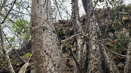 Vista parcial de árboles Spirotheca zapotillana encontrados en la provincia de Loja, Ecuador.