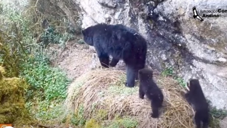Tres osos andinos fueron captados en video en Ecuador
