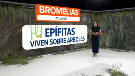 El musgo español, una bromelia que crece sobre los árboles y ayuda a retener la humedad, cumple un rol fundamental en el ecosistema. Sin embargo, su recolección para la elaboración de pesebres amenaza su conservación. 

Un reportaje de Nathalie Jiménez