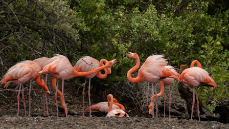 Técnicos evaluaron las condiciones de vida de los flamingos en las Islas Galápagos.