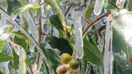 La helada cayó sobre sembríos de la provincia de Chimborazo.