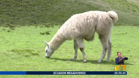 Las llamas son animales que se caracterizan por ser sociales y son nativas del Ecuador.

Un reportaje de Nathalie Jiménez