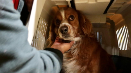 Perrito que ocasionó la paralización del Metro de Quito fue rescatado a salvo.