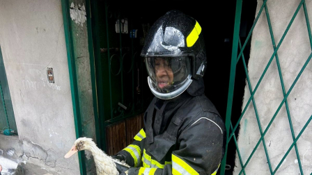 Dos patos lograron ser rescatados con vida de un incendio estructural en Conocoto