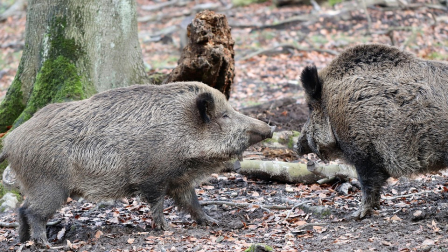 Jabalíes infectados con virus de peste porcina africana en España
