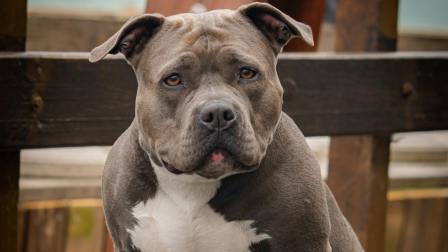 perro pitbull ataca a niño en Nueva York