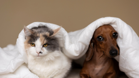 La pirotecnia fue causar graves afectaciones a los animales de compañía