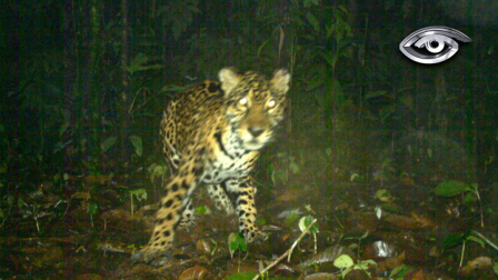 Más de 300 cámaras trampa captaron imágenes poco comunes del jaguar en distintas zonas de Ecuador, registrando su presencia y comportamiento durante cinco meses. Un proyecto clave para proteger a este felino y conservar el equilibrio de bosques y selvas.