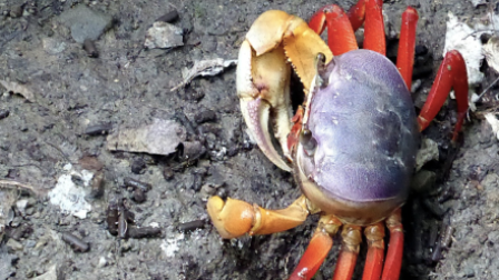 La veda de cangrejo se aplica en dos períodos en el año