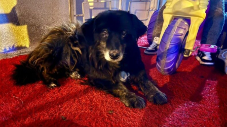 Un perro de nombre "Oso" fue perseguido y maltratado por un hombre en Quito.