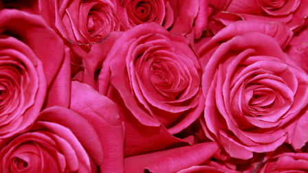 Ecuador prevé elevar la exportación de flores por la temporada de San Valentín