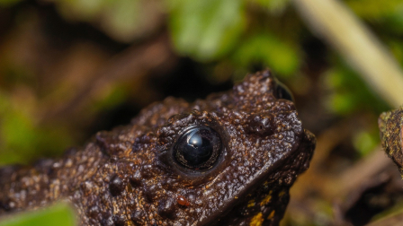 Hay 13 nuevas especies de anfibios que fueron descubiertos en 2025.