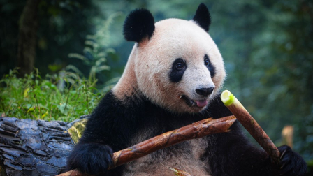 Un oso panda come bambú en una reserva de conservación de China