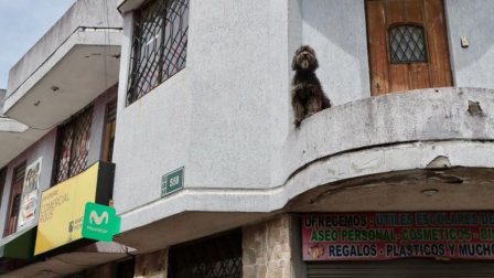 UBA rescató a un perro de nueve meses que vivía en un pequeño balcón.