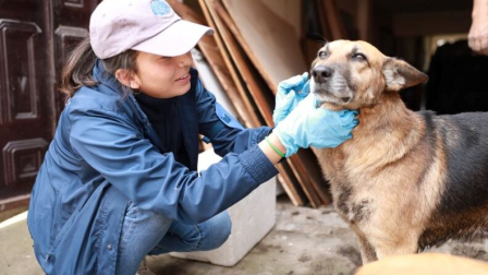 El curso pretende desarrollar competencias básicas para identificar y actuar ante situaciones de emergencia en animales de compañía.