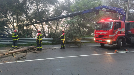 El Cuerpo de Bomberos de Quito acudió a retirar un árbol caído en la avenida Simón Bolívar.