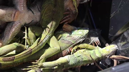 El frío rompe récords en Florida, con nieve en las costas e iguanas congeladas