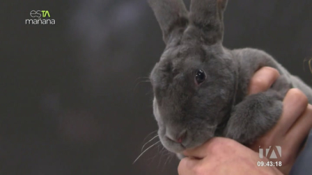 La veterinaria Carolina Benavides en esTAmañana enseño todos los cuidados que necesitan los conejos.