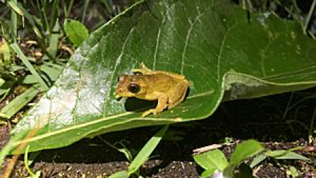 La cuenca del río Napo alberga a cientos de anfibios y reptiles.
