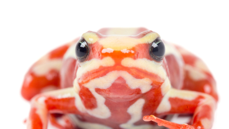 Fotografía cedida por Puce-Bioweb que muestra a la rana Epipedobates anthonyi.