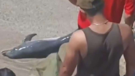 Ciudadanos rodean a un delfín varado en la Playa de Crucita, en Manabí, mientras manipulan al animal en la orilla durante el feriado.