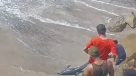 En Crucita, Manabí, un grupo de personas mató a un delfín. Todo quedó grabado en video.