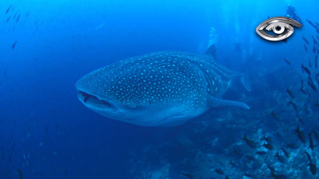 El tiburón ballena, el pez más grande del planeta, recorre el océano Pacífico sin representar una amenaza y con un papel clave en el equilibrio marino. Cada año aparece en las islas Galápagos, donde la ciencia sigue sus rutas y comportamiento.