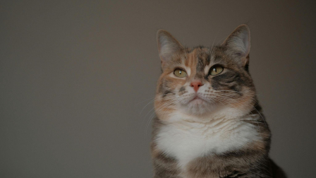 ¿Ariscos o incomprendidos? mitos comunes sobre los gatos